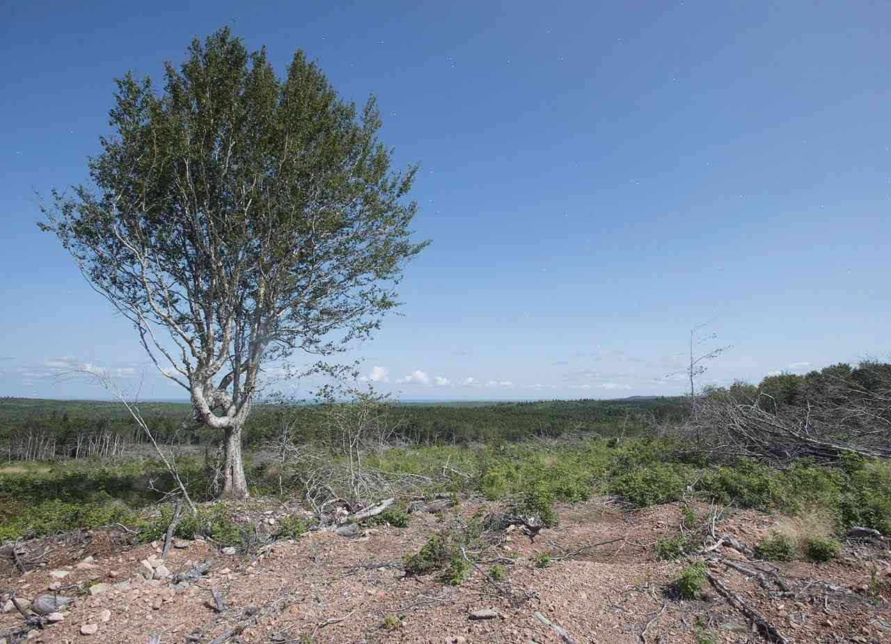 Greens want Nova Scotia to mandate forest protections. It’s not enough